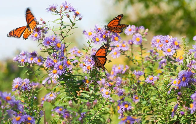 Garden Ganj Butterfly Garden